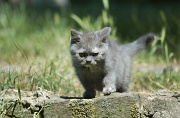 BRITISH SHORTHAIR C011